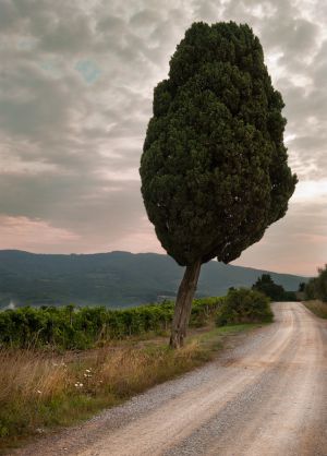 ItalyTuscany_0810_020.jpg